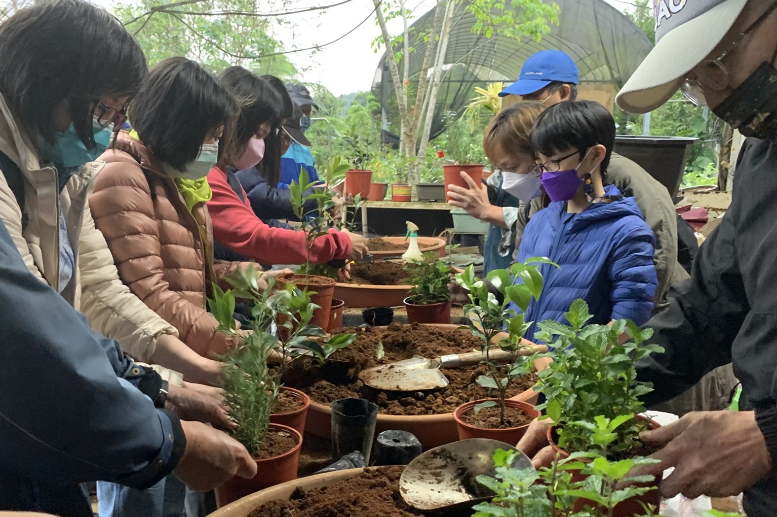 雙溪商圈茶花換盆體驗活動